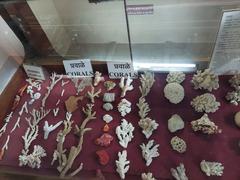 Mahatma Phule Museum coral display