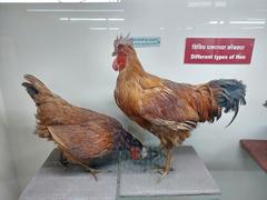 Mahatma Phule Museum hens