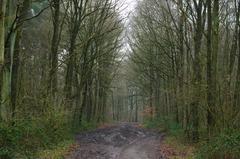 Allee in NSG Bockholter Berge during winter