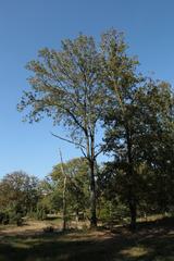 Naturschutzgebiet Bockholter Berge in Greven