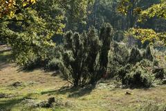 Nature reserve Bockholter Berge in Greven