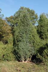 Naturschutzgebiet Bockholter Berge in Greven