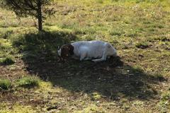 Bockholter Berge Nature Reserve in Greven