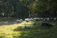 Scenic view of Naturschutzgebiet Bockholter Berge in Greven