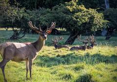 deer with fresh antlers in Jægersborg Dyrehave