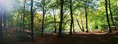 autumn landscape with colorful trees and a clear sky