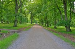 Path and trees in Dyrehaven, Denmark