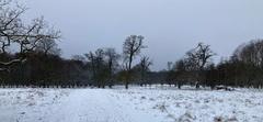 Winter landscape in Dyrehaven