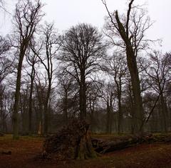 Deer Park in Klampenborg, Denmark