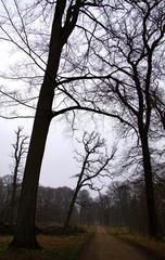 Klampenborg in Dyrehaven, scenic landscape with trees and a path