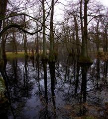 View of Dyrehaven forest in Klampenborg