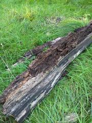 Rotting log in Dyrehaven, Denmark, with extracted Pselaphochernes scorpioides and Agonum gracile