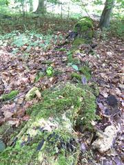 Rotting log in Dyrehaven forest, Denmark