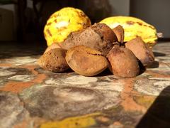 Andiroba and cacao seeds on a table