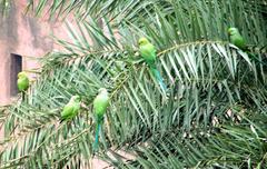 Two parakeets perched on a stone wall at Agra Fort