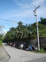 Horse carrying fresh green coconuts along Maharlika Highway in Barangay Bulacnin, Lipa City, Batangas