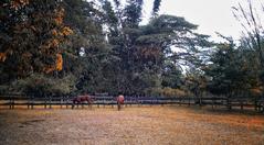 horses at Pinagkawitan in Lipa City, Batangas