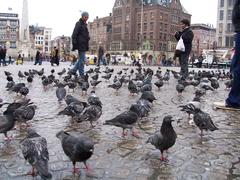 pigeons at Amsterdam's Dam Square in 2007