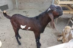 Beetal goats in Faisalabad