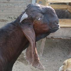 Beetal goats at a private breeder in Faisalabad