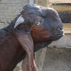 Beetal goats at a private breeder in Faisalabad