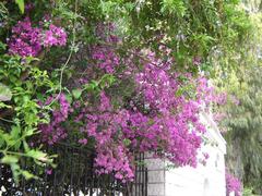 Bougainvillea flowers in Iskenderun, Turkey