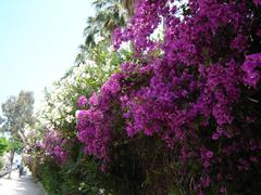 Bougainvillea flowers in Iskenderun, Turkey