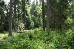 National nature reserve Kladské rašeliny in summer 2012