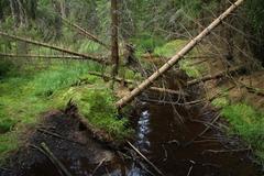 National nature reserve Kladské rašeliny