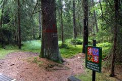 National nature reserve Kladské rašeliny in summer