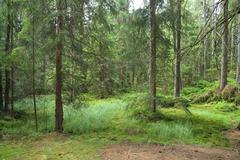 National nature reserve Kladské rašeliny in summer