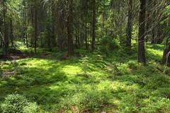 National nature reserve Kladské rašeliny in summer