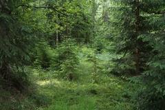 National nature reserve Kladské rašeliny in summer