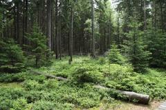 National nature reserve Kladské rašeliny near Prameny village in summer