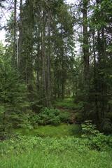 National nature reserve Kladské rašeliny near Prameny village, Cheb District, Czech Republic in summer