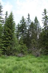 National nature reserve Kladské rašeliny near Prameny village in Cheb District, Czech Republic