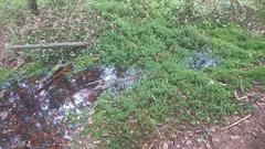 typical raised bog landscape with trees and water