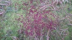 Sphagnum rubellum red peat moss close-up