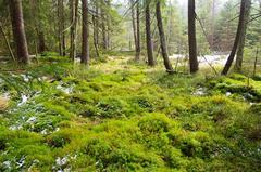 Kladské rašeliny Lysina southwest edge