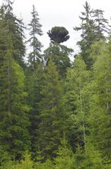 Spruce tree with witch's broom in Kladská Peat Bog