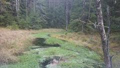 view of part of the Taiga in Kladské rašeliny nature reserve