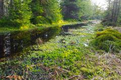 Kladské rašeliny Paterák nature reserve in Cheb district