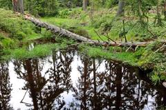 Kladské rašeliny nature reserve Tajga area