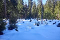 Kladské rašeliny nature reserve, Malé rašeliniště, Slavkovský les, Cheb district