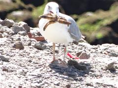 seagull catches its lunch