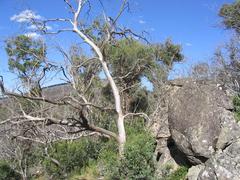 Bushland near Thredbo River with boulders and dead trees