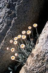 Leucochrysum albicans subsp. alpinum