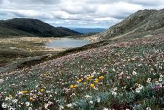 Tall alpine herbfield above Lake Cootapatamba, Kosciuszko National Park