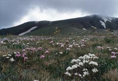 Tall alpine herb field in Kosciuszko National Park