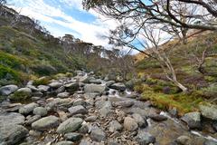 creek in Kosciuszko National Park